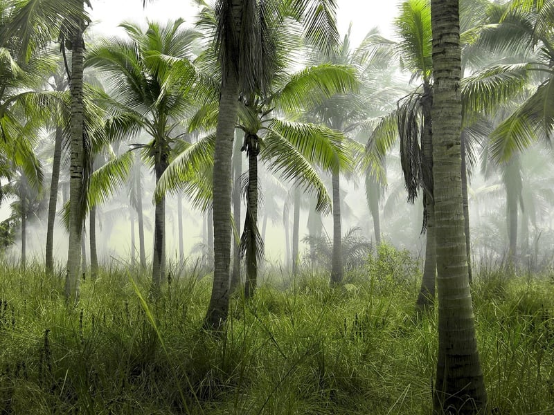 Palm Tree Paradises